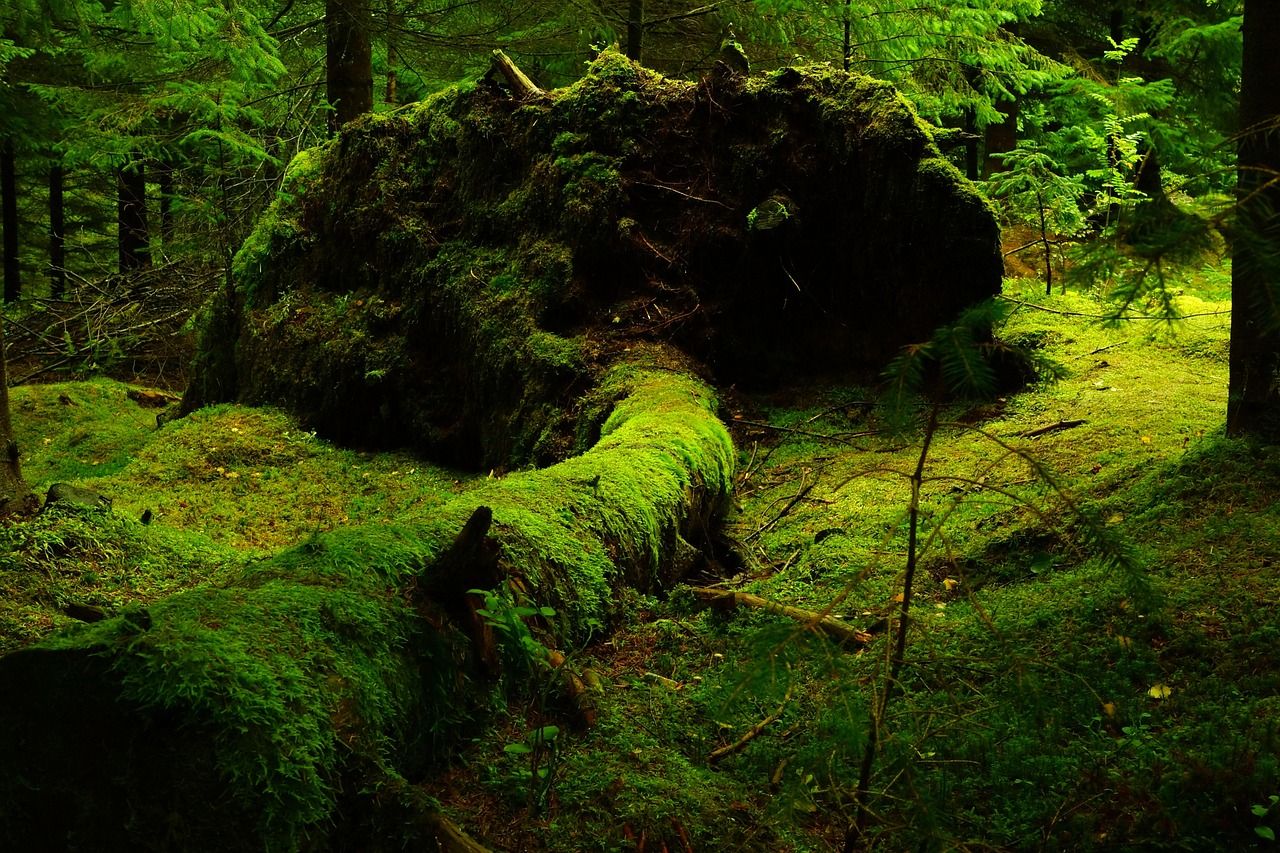 découvrez notre sélection de marques éco-responsables engagées dans la protection de l'environnement et le développement durable.