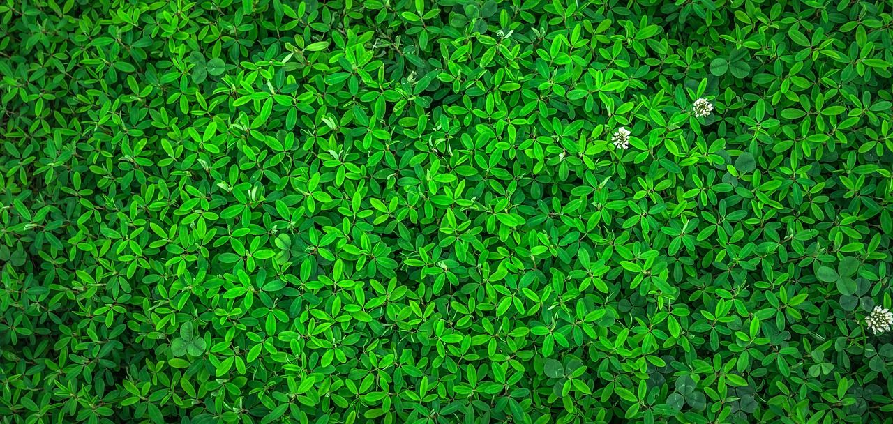 découvrez notre sélection de marques éco-responsables engagées pour un avenir durable, alliant qualité et respect de l'environnement.