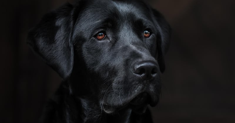 10 astuces pour un répulsif naturel pour chien efficace et sans danger