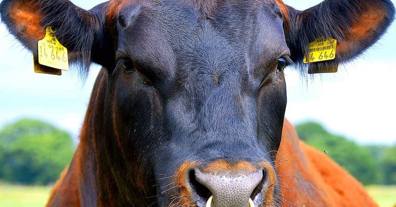 Piercing au visage : tout savoir avant de sauter le pas