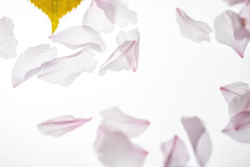 Les associations qui changent tout : fleur de cerisier + autres motifs